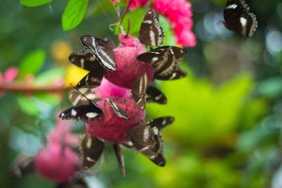 Close-up of insect on purple flower