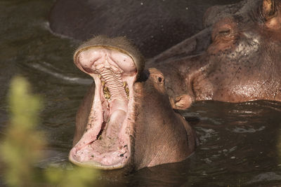 Close-up of horse in the lake