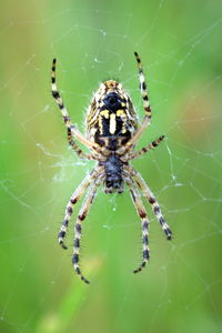 Close-up of spider on web