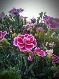 Close-up of pink roses growing on plant at field
