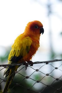Close-up of bird perching on a fence