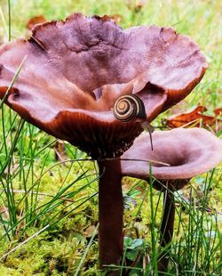 Close-up of snail on grass