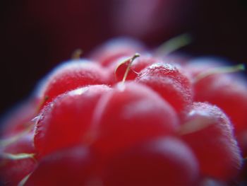 Macro shot of red rose flower