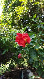Close-up of red flowering plant
