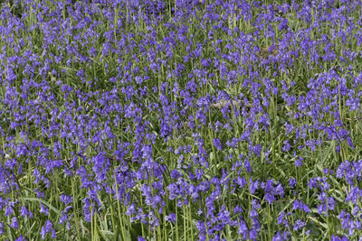 Dense patch of bluebell flowers