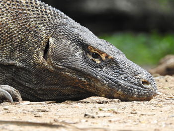 Close-up of lizard on land