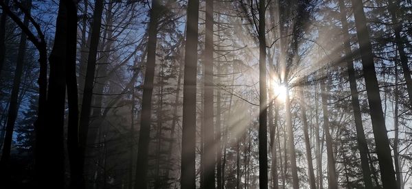 Sunlight streaming through trees in forest