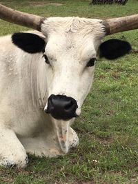 Cow standing in a field