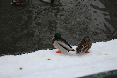 Mallard ducks on snow during winter