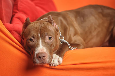 Close-up portrait of a dog resting