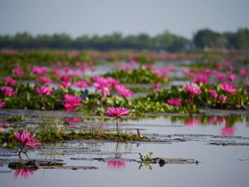 Close-up of pink flowers in the lake