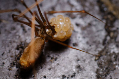 Close-up of insect on land