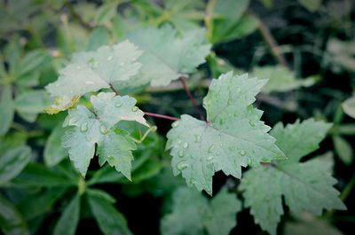 Close-up of fresh green leaves