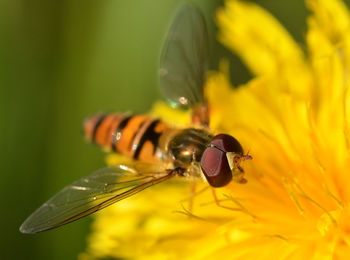 Macro shot of bee pollinating on yellow flower