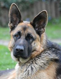 Close-up portrait of a dog