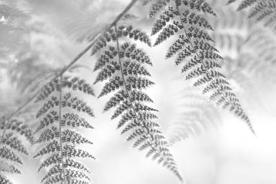 Low angle view of flowering plant against sky