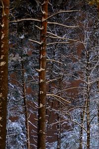 Bare trees in forest during winter