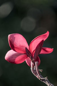 Close-up of pink flower