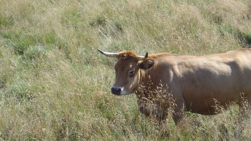 Cow in a field