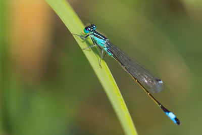 Close-up of dragonfly on leaf