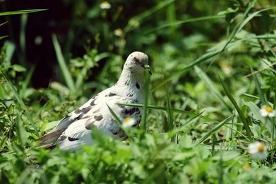 Bird perching on a field