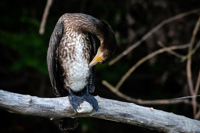 Close-up of bird perching on branch