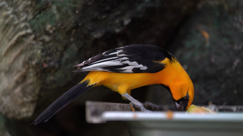 Close-up of a bird