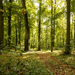 Trees growing in forest during autumn