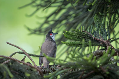 Close-up of bird perching on plant