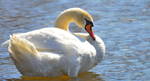 Close-up of swan in lake