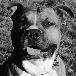 Close-up portrait of dog