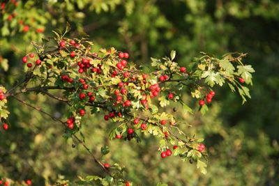 Close-up of red berries on tree