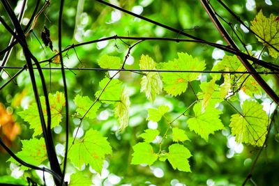 Close-up of tree branches