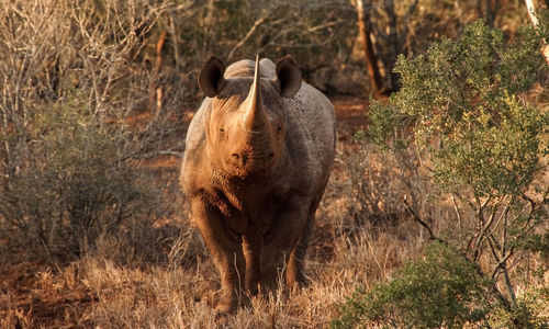 Horse standing in grass