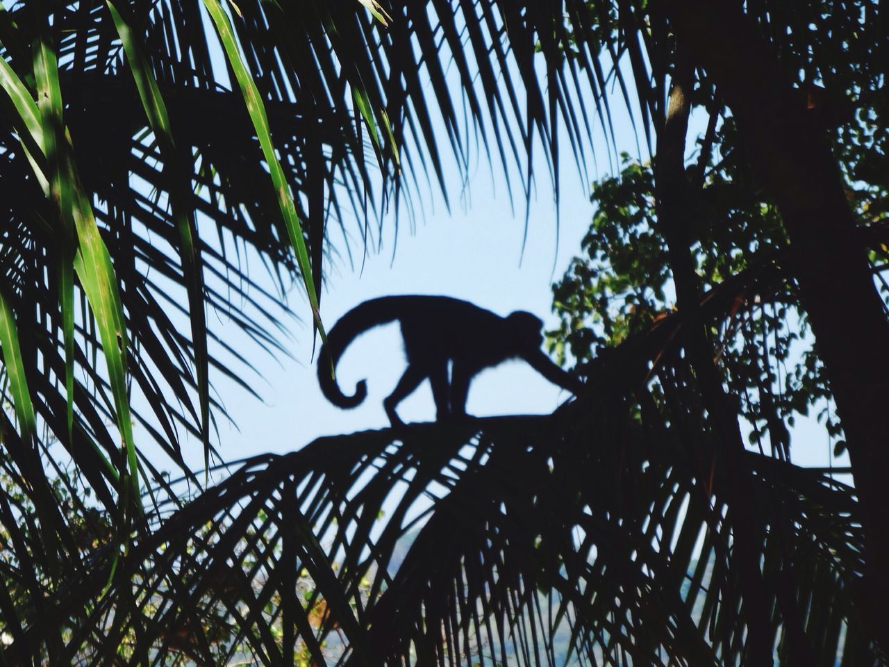 tree, low angle view, branch, one person, silhouette, sky, leaf, growth, clear sky, tree trunk, nature, one animal, outdoors, day, palm tree, sunlight, bird, tranquility, plant