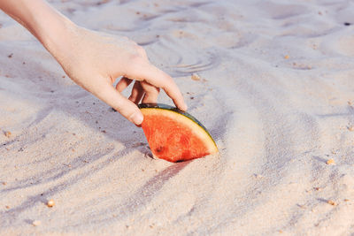 Midsection of man holding seashell at beach