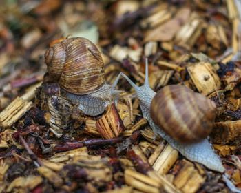 Close-up of snail