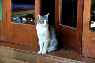 Portrait of cat sitting on door
