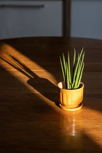 An orange pot with a green flower on the table in the rays of the sun.