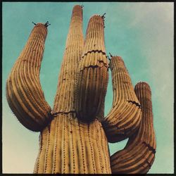 Low angle view of fresh cactus against sky