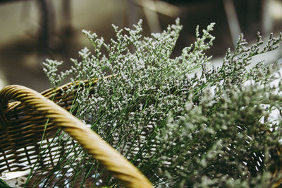 Close-up of fresh plant in winter