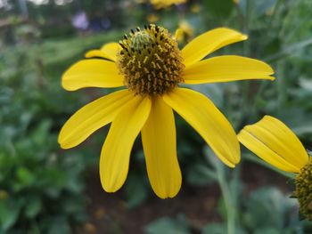 Close-up of yellow flower