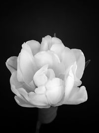 Close-up of flower against blurred background