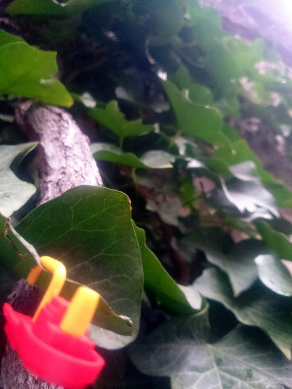 CLOSE-UP OF GREEN LEAVES