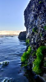 Close-up of rocks by sea against sky contrasting with the green algae