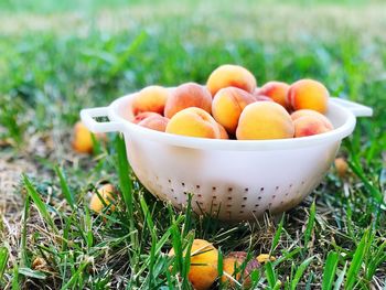 Close-up of fruits in bowl on field