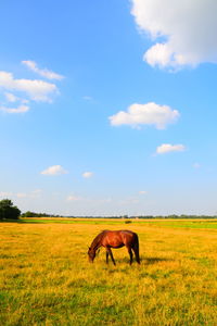 Horses in a field