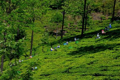 People working at tea plantation