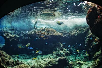 Fish swimming in sea