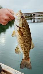 Cropped hand holding fish